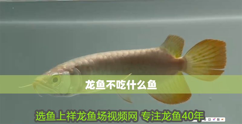 龍魚不吃什么魚 龍魚不吃什么魚 龍魚百科 第2張