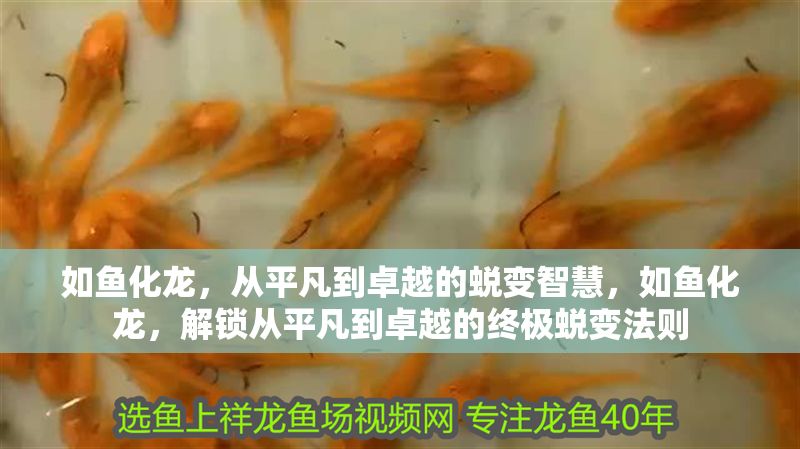如魚化龍，從平凡到卓越的蛻變智慧，如魚化龍，解鎖從平凡到卓越的終極蛻變法則 如魚化龍，從平凡到卓越的蛻變智慧，如魚化龍，解鎖從平凡到卓越的終極蛻變法則 龍魚百科 第1張