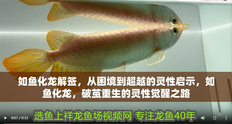 如魚化龍解簽，從困境到超越的靈性啟示，如魚化龍，破繭重生的靈性覺醒之路