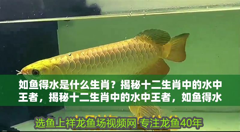 如魚得水是什么生肖？揭秘十二生肖中的水中王者，揭秘十二生肖中的水中王者，如魚得水究竟指哪個生肖？