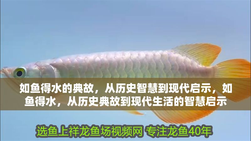 如魚得水的典故，從歷史智慧到現(xiàn)代啟示，如魚得水，從歷史典故到現(xiàn)代生活的智慧啟示