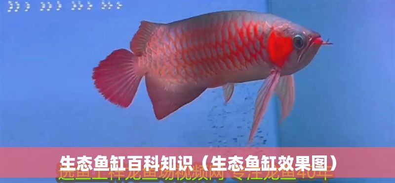 生態(tài)魚缸百科知識(shí)（生態(tài)魚缸效果圖）
