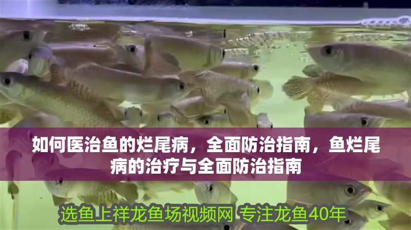 如何醫(yī)治魚的爛尾病，全面防治指南，魚爛尾病的治療與全面防治指南 如何醫(yī)治魚的爛尾病，全面防治指南，魚爛尾病的治療與全面防治指南 龍魚百科 第1張