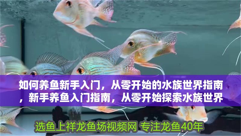 如何養(yǎng)魚新手入門，從零開始的水族世界指南，新手養(yǎng)魚入門指南，從零開始探索水族世界