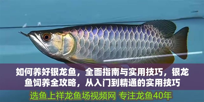 如何養好銀龍魚，全面指南與實用技巧，銀龍魚飼養全攻略，從入門到精通的實用技巧