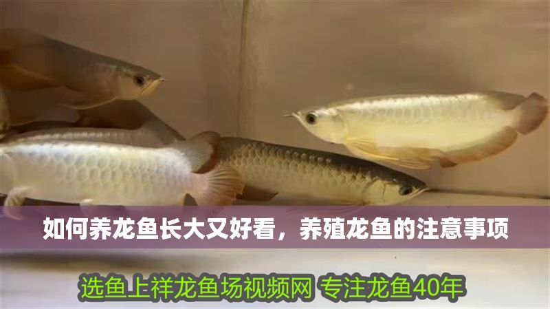如何養龍魚長大又好看，養殖龍魚的注意事項