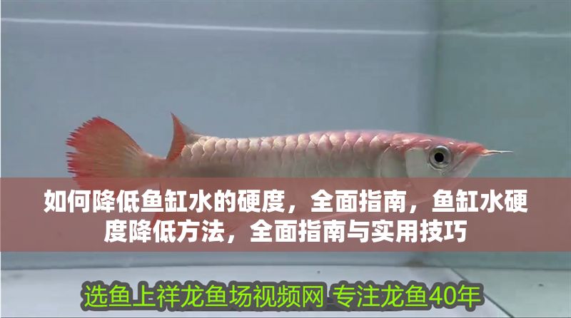 如何降低魚缸水的硬度，全面指南，魚缸水硬度降低方法，全面指南與實用技巧