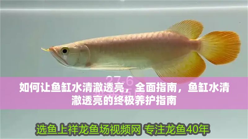 如何讓魚缸水清澈透亮，全面指南，魚缸水清澈透亮的終極養護指南 如何讓魚缸水清澈透亮，全面指南，魚缸水清澈透亮的終極養護指南 龍魚百科 第1張