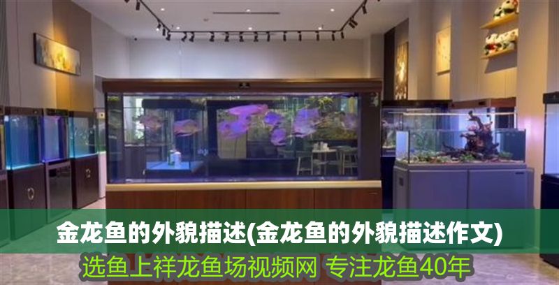 金龍魚的外貌描述(金龍魚的外貌描述作文)