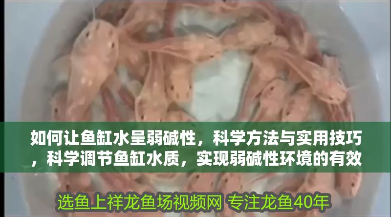 如何讓魚缸水呈弱堿性，科學方法與實用技巧，科學調節魚缸水質，實現弱堿性環境的有效方法與實用技巧