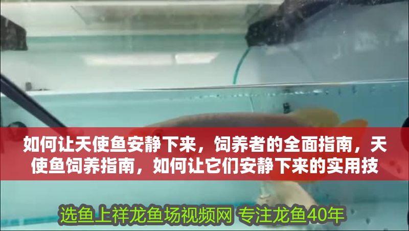 如何讓天使魚安靜下來,飼養(yǎng)者的全面指南,天使魚飼養(yǎng)指南,如何讓它們安靜下來的實(shí)用技巧 龍魚百科 第1張 如何讓天使魚安靜下來,飼養(yǎng)者的全面指南,天使魚飼養(yǎng)指南,如何讓它們安靜下來的實(shí)用技巧 如何讓天使魚安靜下來,飼養(yǎng)者的全面指南,天使魚飼養(yǎng)指南,如何讓它們安靜下來的實(shí)用技巧 龍魚百科 第1張