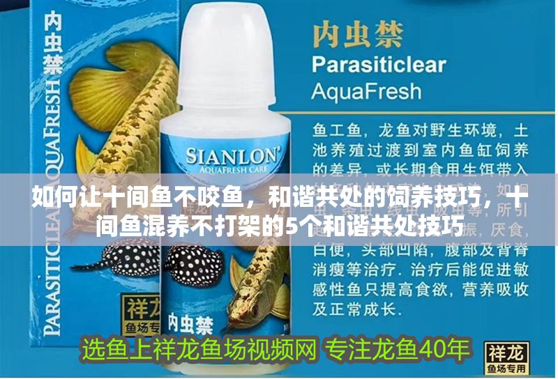 如何讓十間魚不咬魚，和諧共處的飼養技巧，十間魚混養不打架的5個和諧共處技巧 如何讓十間魚不咬魚，和諧共處的飼養技巧，十間魚混養不打架的5個和諧共處技巧 龍魚百科 第1張