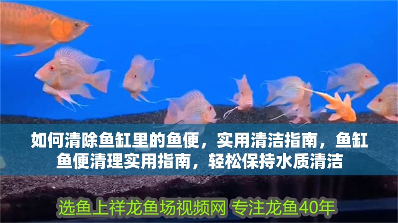 如何清除魚缸里的魚便，實(shí)用清潔指南，魚缸魚便清理實(shí)用指南，輕松保持水質(zhì)清潔
