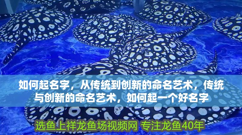如何起名字,從傳統(tǒng)到創(chuàng)新的命名藝術(shù),傳統(tǒng)與創(chuàng)新的命名藝術(shù),如何起一個好名字 龍魚百科 第1張 如何起名字,從傳統(tǒng)到創(chuàng)新的命名藝術(shù),傳統(tǒng)與創(chuàng)新的命名藝術(shù),如何起一個好名字 如何起名字,從傳統(tǒng)到創(chuàng)新的命名藝術(shù),傳統(tǒng)與創(chuàng)新的命名藝術(shù),如何起一個好名字 龍魚百科 第1張