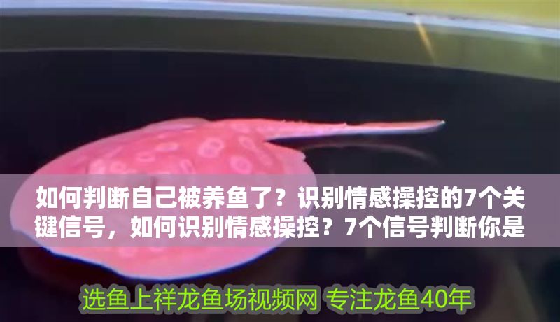 如何判斷自己被養(yǎng)魚了?識(shí)別情感操控的7個(gè)關(guān)鍵信號(hào),如何識(shí)別情感操控?7個(gè)信號(hào)判斷你是否被‘養(yǎng)魚’ 龍魚百科 第1張 如何判斷自己被養(yǎng)魚了?識(shí)別情感操控的7個(gè)關(guān)鍵信號(hào),如何識(shí)別情感操控?7個(gè)信號(hào)判斷你是否被‘養(yǎng)魚’ 如何判斷自己被養(yǎng)魚了?識(shí)別情感操控的7個(gè)關(guān)鍵信號(hào),如何識(shí)別情感操控?7個(gè)信號(hào)判斷你是否被‘養(yǎng)魚’ 龍魚百科 第1張