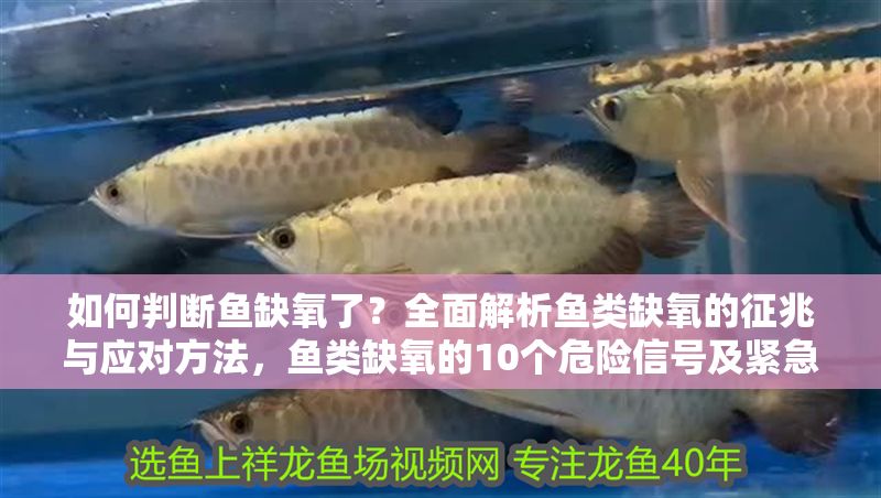 如何判斷魚缺氧了？全面解析魚類缺氧的征兆與應(yīng)對(duì)方法，魚類缺氧的10個(gè)危險(xiǎn)信號(hào)及緊急處理指南