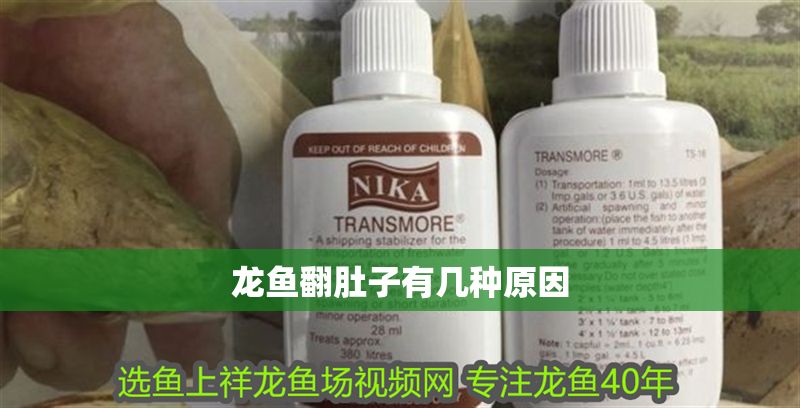 龍魚翻肚子有幾種原因