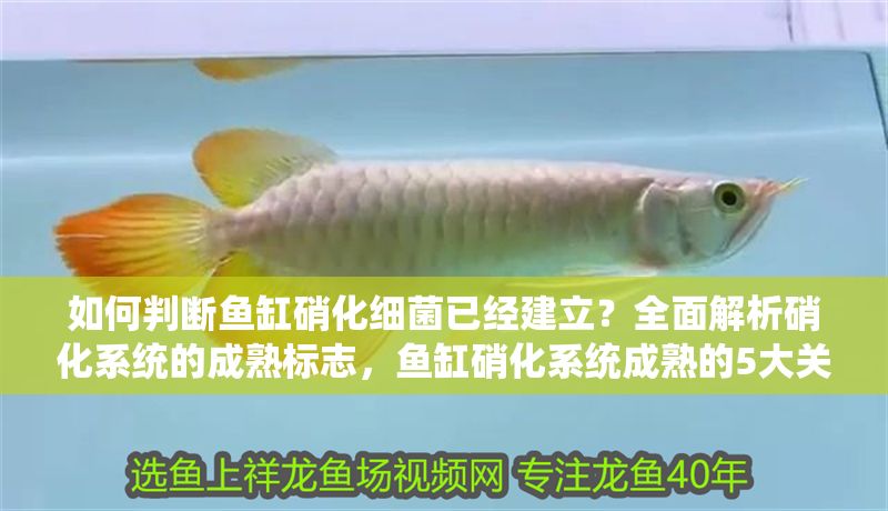 如何判斷魚缸硝化細菌已經建立？全面解析硝化系統的成熟標志，魚缸硝化系統成熟的5大關鍵標志，如何判斷硝化細菌已建立？