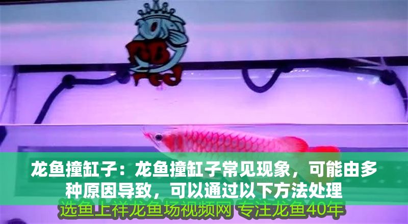 龍魚撞缸子：龍魚撞缸子常見現(xiàn)象，可能由多種原因?qū)е拢梢酝ㄟ^以下方法處理