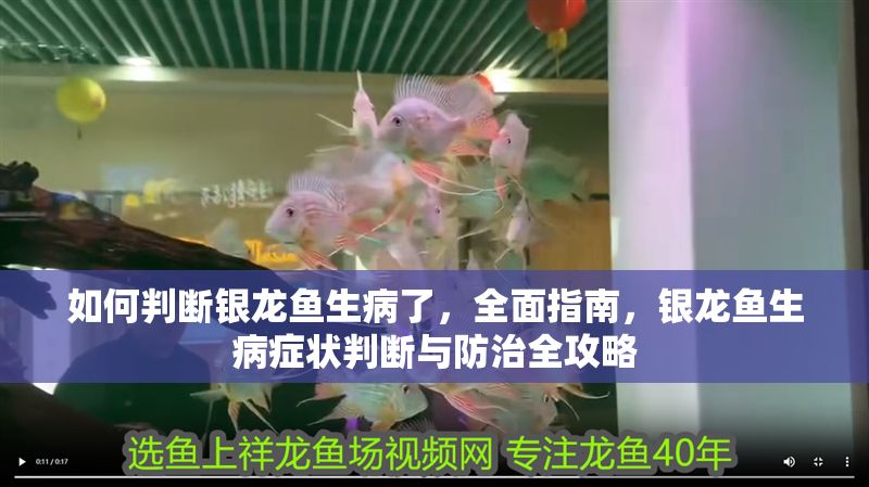 如何判斷銀龍魚(yú)生病了，全面指南，銀龍魚(yú)生病癥狀判斷與防治全攻略