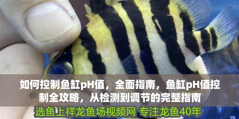 如何控制魚缸pH值，全面指南，魚缸pH值控制全攻略，從檢測到調節的完整指南