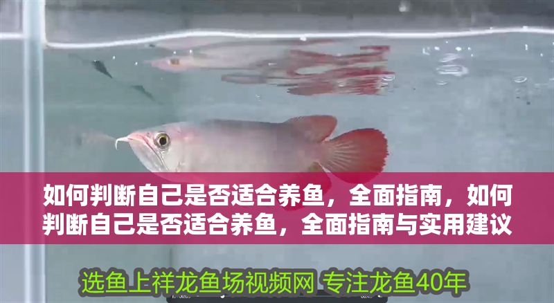 如何判斷自己是否適合養魚，全面指南，如何判斷自己是否適合養魚，全面指南與實用建議