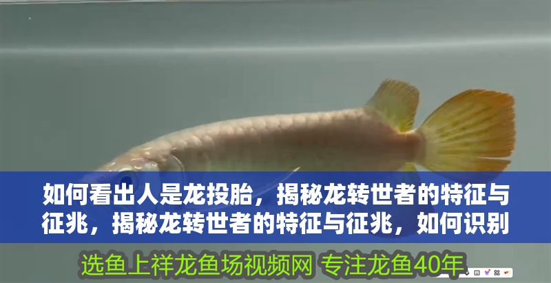如何看出人是龍投胎，揭秘龍轉世者的特征與征兆，揭秘龍轉世者的特征與征兆，如何識別龍投胎的人 如何看出人是龍投胎，揭秘龍轉世者的特征與征兆，揭秘龍轉世者的特征與征兆，如何識別龍投胎的人 龍魚百科 第1張