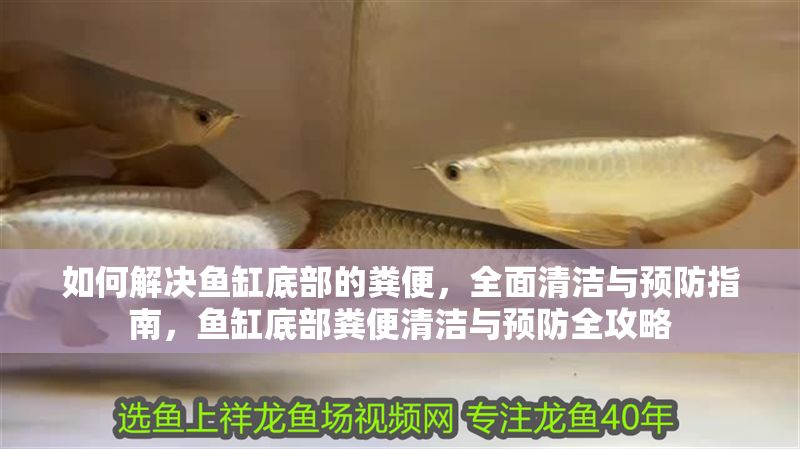 如何解決魚缸底部的糞便，全面清潔與預防指南，魚缸底部糞便清潔與預防全攻略