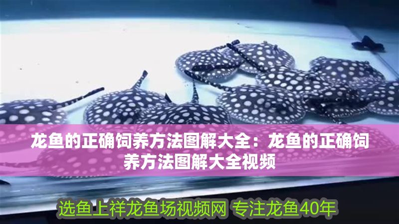 龍魚的正確飼養(yǎng)方法圖解大全：龍魚的正確飼養(yǎng)方法圖解大全視頻