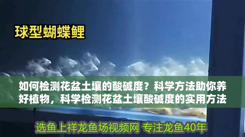 如何檢測花盆土壤的酸堿度？科學方法助你養好植物，科學檢測花盆土壤酸堿度的實用方法
