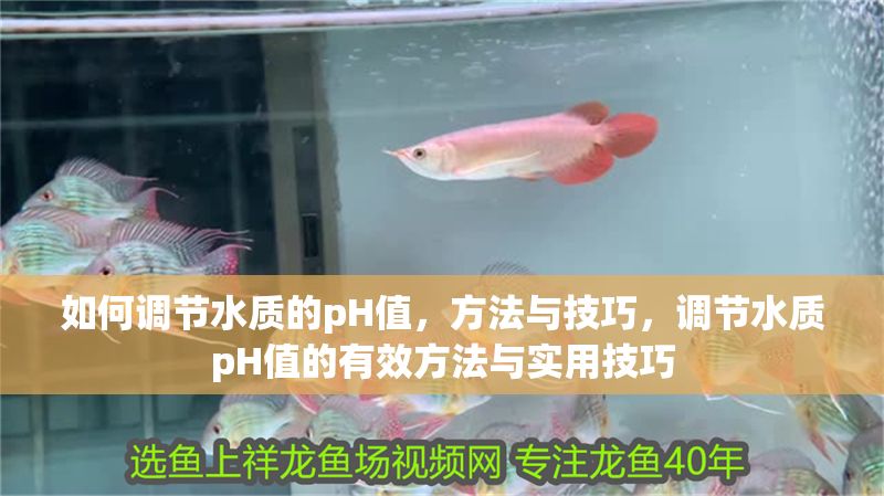 如何調(diào)節(jié)水質(zhì)的pH值，方法與技巧，調(diào)節(jié)水質(zhì)pH值的有效方法與實用技巧 如何調(diào)節(jié)水質(zhì)的pH值，方法與技巧，調(diào)節(jié)水質(zhì)pH值的有效方法與實用技巧 龍魚百科 第1張