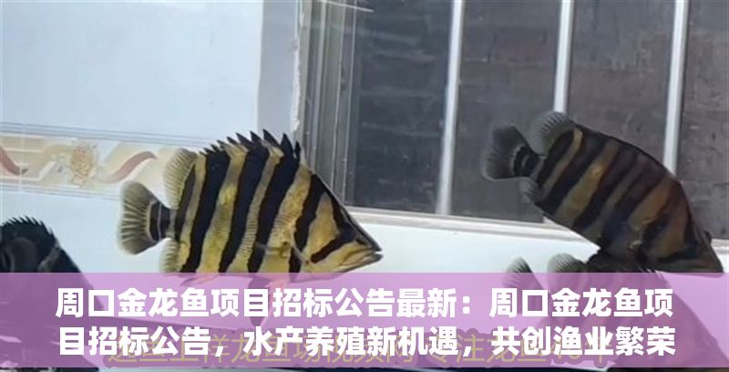 <strong><mark>周口</mark></strong>金龍魚(yú)項(xiàng)目招標(biāo)公告最新：<strong><mark>周口</mark></strong>金龍魚(yú)項(xiàng)目招標(biāo)公告，水產(chǎn)養(yǎng)殖新機(jī)遇，共創(chuàng)漁業(yè)繁榮未來(lái)