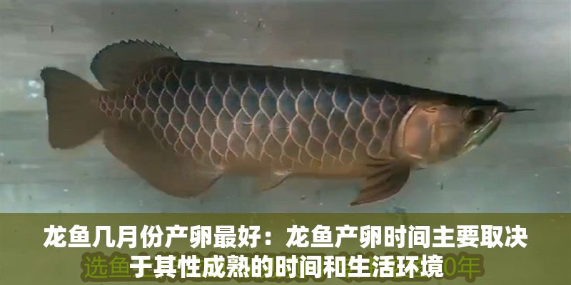 龍魚(yú)幾月份產(chǎn)卵最好：龍魚(yú)產(chǎn)卵時(shí)間主要取決于其性成熟的時(shí)間和生活環(huán)境 龍魚(yú)幾月份產(chǎn)卵最好：龍魚(yú)產(chǎn)卵時(shí)間主要取決于其性成熟的時(shí)間和生活環(huán)境 龍魚(yú)百科 第2張