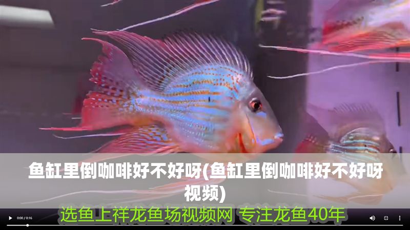 魚缸里倒咖啡好不好呀(魚缸里倒咖啡好不好呀視頻) 魚缸里倒咖啡好不好呀(魚缸里倒咖啡好不好呀視頻) 龍魚百科 第1張