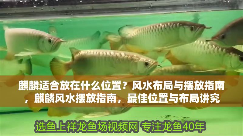 麒麟適合放在什么位置？風水布局與擺放指南，麒麟風水擺放指南，最佳位置與布局講究