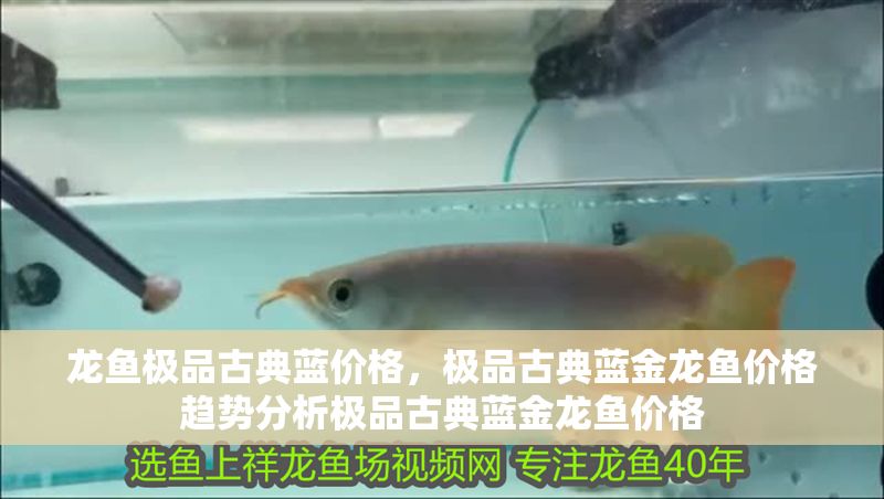 龍魚極品古典藍價格，極品古典藍金龍魚價格趨勢分析極品古典藍金龍魚價格