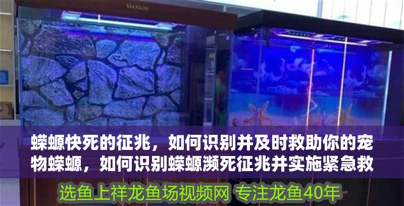 蠑螈快死的征兆，如何識別并及時救助你的寵物蠑螈，如何識別蠑螈瀕死征兆并實施緊急救助