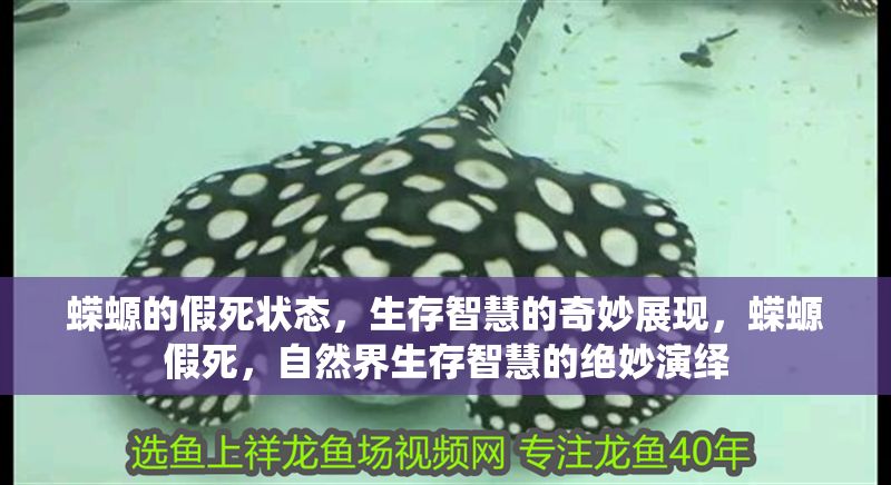 蠑螈的假死狀態(tài)，生存智慧的奇妙展現(xiàn)，蠑螈假死，自然界生存智慧的絕妙演繹