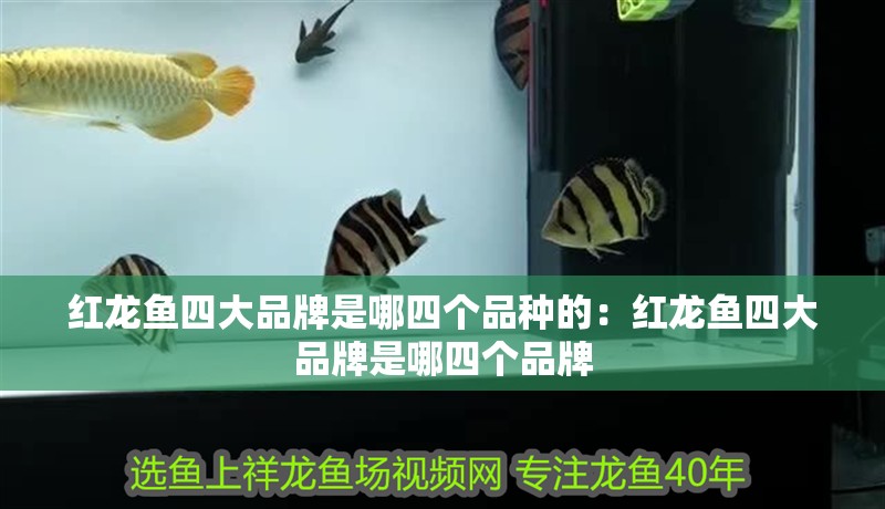 紅龍魚四大品牌是哪四個品種的：紅龍魚四大品牌是哪四個品牌 紅龍魚四大品牌是哪四個品種的：紅龍魚四大品牌是哪四個品牌 龍魚百科
