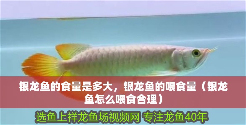 銀龍魚的食量是多大，銀龍魚的喂食量（銀龍魚怎么喂食合理） 銀龍魚的食量是多大，銀龍魚的喂食量（銀龍魚怎么喂食合理） 銀龍魚百科