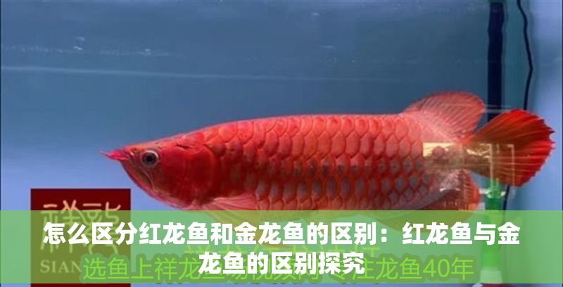 怎么區分紅龍魚和金龍魚的區別：紅龍魚與金龍魚的區別探究