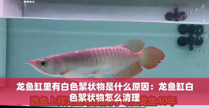 龍魚缸里有白色絮狀物是什么原因：龍魚缸白色絮狀物怎么清理