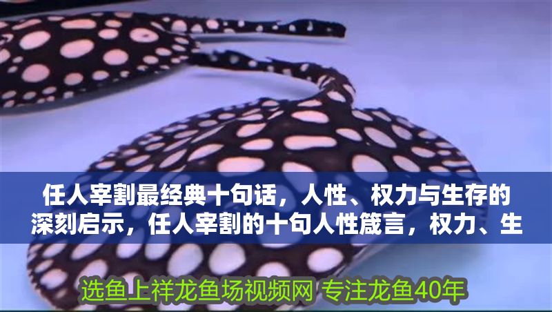 任人宰割最經(jīng)典十句話，人性、權(quán)力與生存的深刻啟示，任人宰割的十句人性箴言，權(quán)力、生存與赤裸真相 任人宰割最經(jīng)典十句話，人性、權(quán)力與生存的深刻啟示，任人宰割的十句人性箴言，權(quán)力、生存與赤裸真相 龍魚百科 第1張