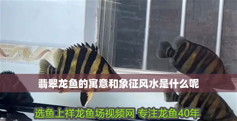 翡翠龍魚的寓意和象征風水是什么呢