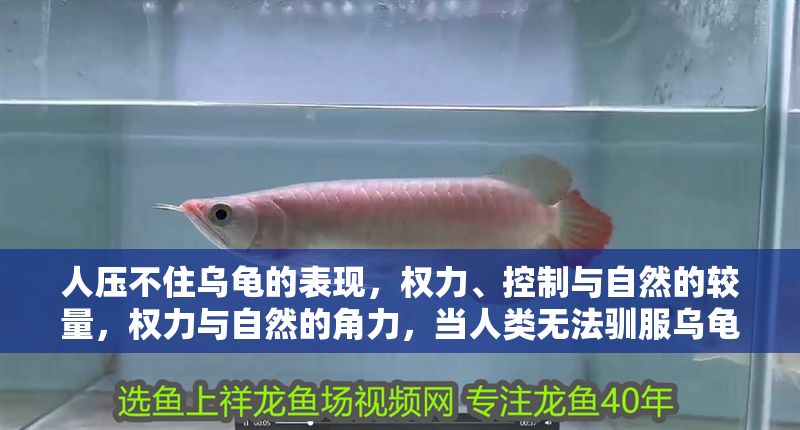 人壓不住烏龜的表現，權力、控制與自然的較量，權力與自然的角力，當人類無法馴服烏龜的隱喻