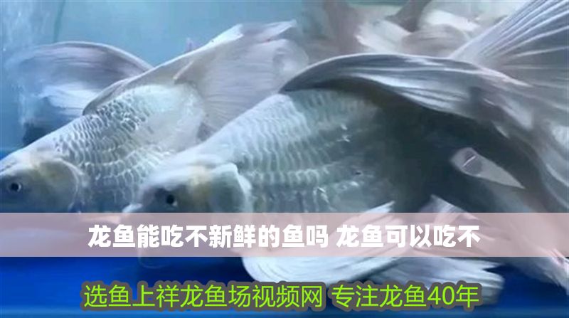 龍魚能吃不新鮮的魚嗎 龍魚可以吃不
