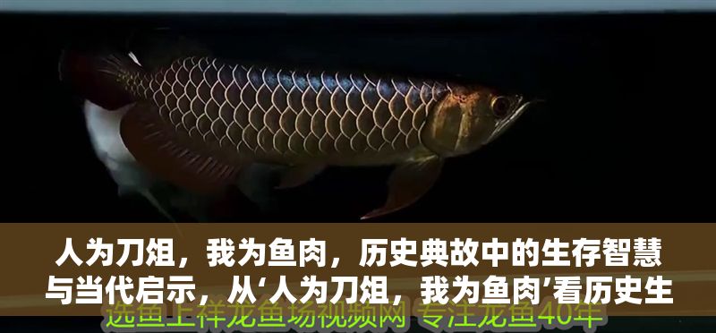 人為刀俎，我為魚肉，歷史典故中的生存智慧與當(dāng)代啟示，從‘人為刀俎，我為魚肉’看歷史生存智慧對(duì)現(xiàn)代的啟示