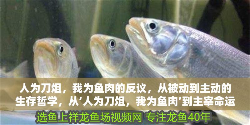 人為刀俎，我為魚肉的反議，從被動到主動的生存哲學，從‘人為刀俎，我為魚肉’到主宰命運，論被動生存到主動掌控的哲學蛻變