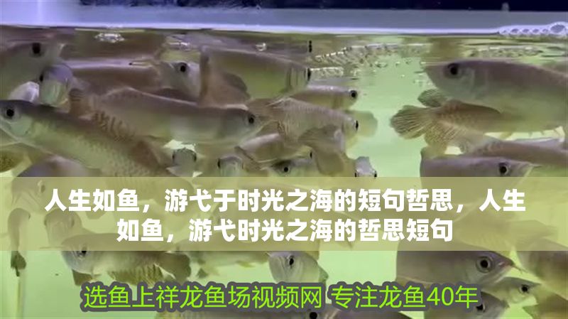 人生如魚，游弋于時(shí)光之海的短句哲思，人生如魚，游弋時(shí)光之海的哲思短句