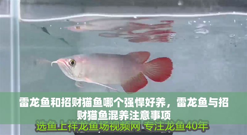 雷龍魚和招財貓魚哪個強悍好養，雷龍魚與招財貓魚混養注意事項